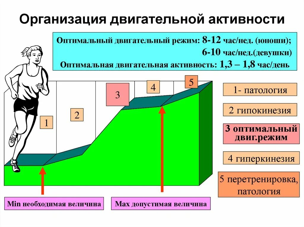 Организация двигательной активности. Оптимальная двигательная активность. Оптимальный двигательный режим. Оптимальная двигательная активность в день. Максимальный уровень здоровья