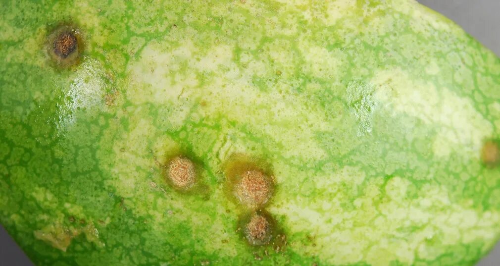 Альтернариоз огурцов способы лечения. Фитофтороз, альтернариоз. colletotrichum lagenarium. антракноз огурца. альтернариоз арбуза.