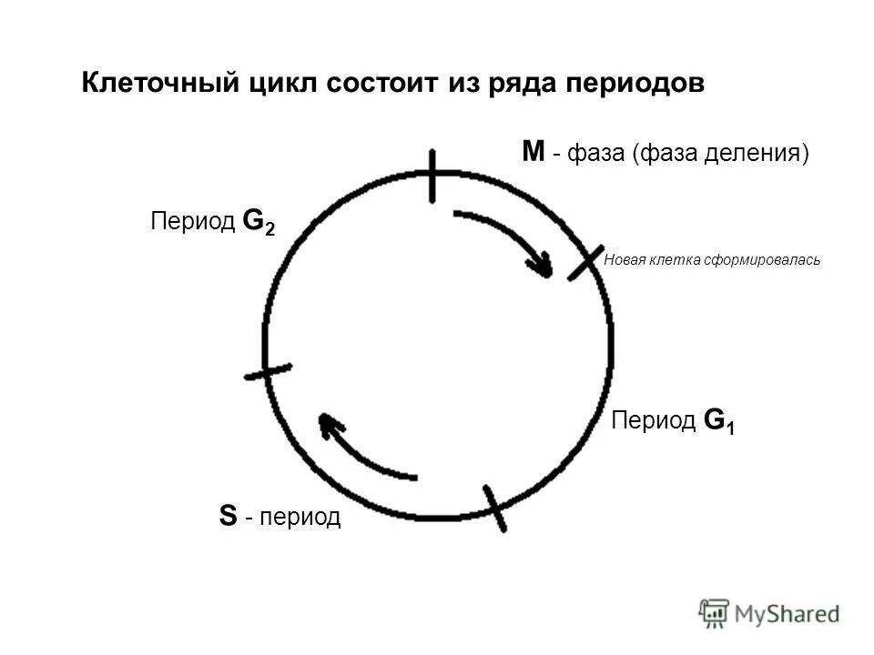 G1 фаза клеточного цикла. Из чего состоит жизненный цикл клетки. Из чего состоит жизненный цикл клетки. Из чего состоит жизненный цикл клетки. Клеточный цикл схема g0.