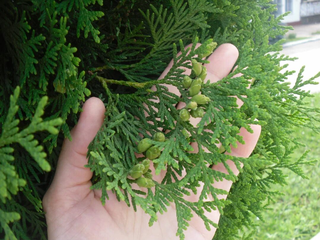 туя, тис, кипарисовик. туя брабант подстрижка. укоренение туи черенками. укоренить черенки туи. туя даника шаровидная штамбе.