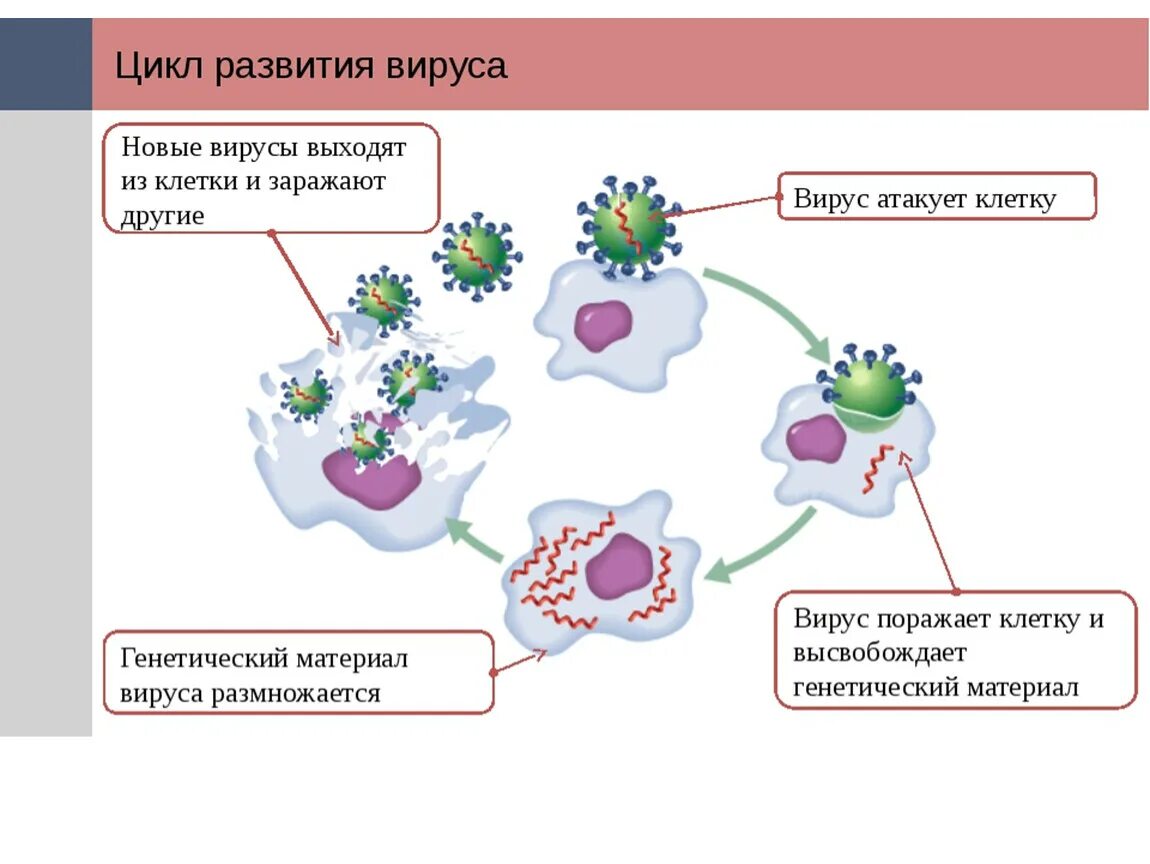 Схема механизма действия вируса. Цикл развития вируса. Заражение клетки вирусом схема. Механизм инфицирования вирусами. Инфицирования коронавирус