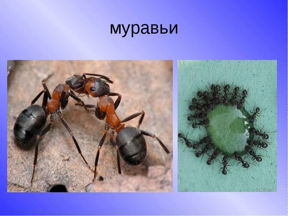 Сколько ножек у муравья