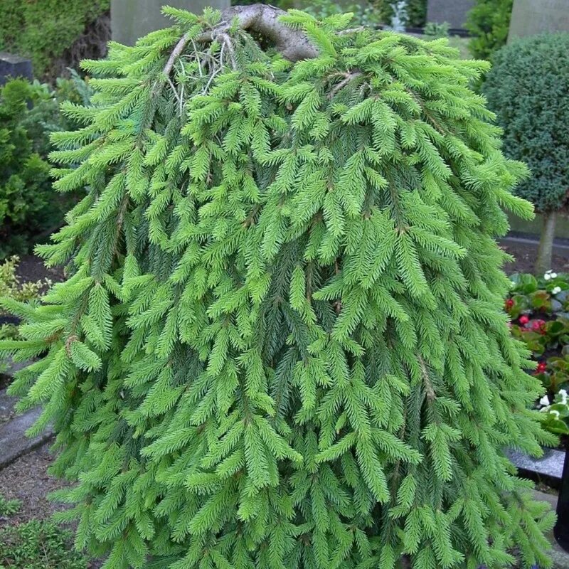 Ель обыкновенная picea abies inversa. Ель обыкновенная инверса picea abies inversa. Ель обыкновенная ‘inversa’ инверса. Ель обыкновенная инверса пендула. Ель плакучая инверса.