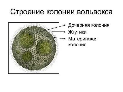 Колонию клеток