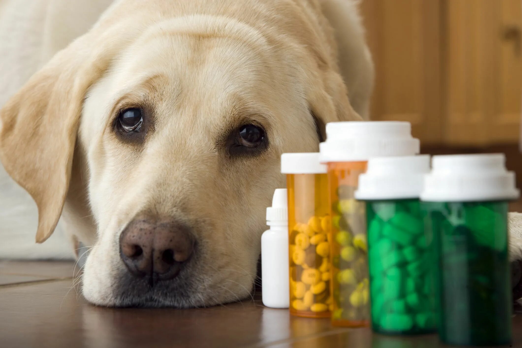 Лекарства для животных. Ветеринарные лекарственные препараты. Таблетки для животных. Таблетки для собак. Собака мама витамины