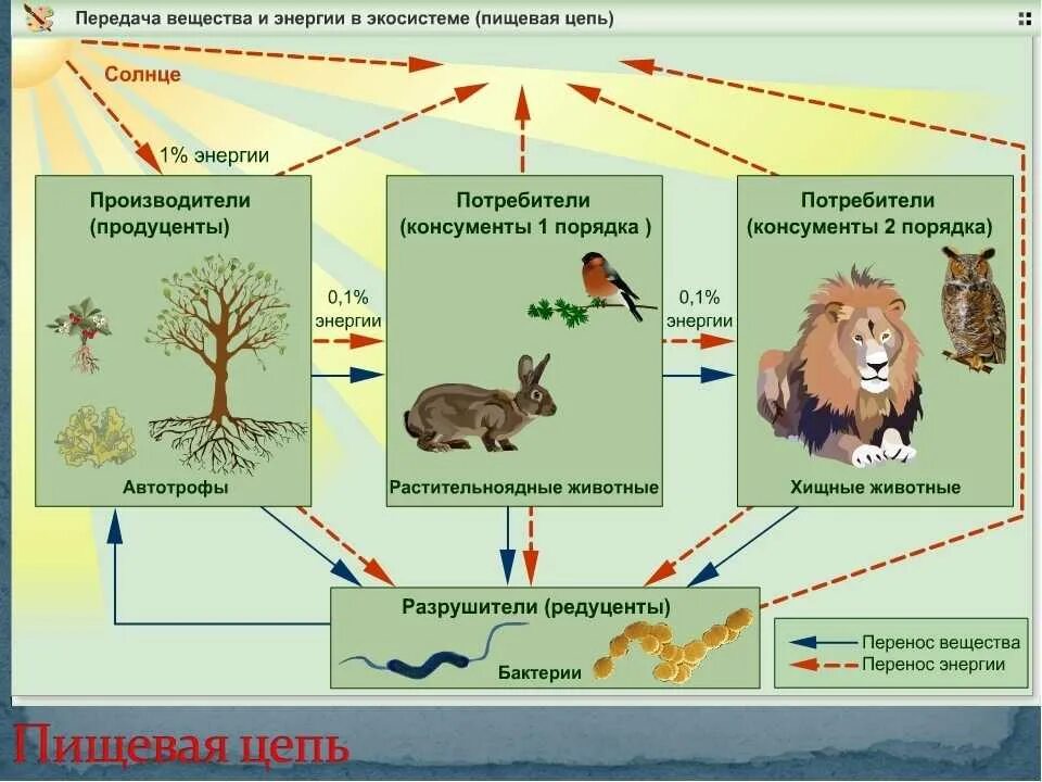 Уровни жизни экология