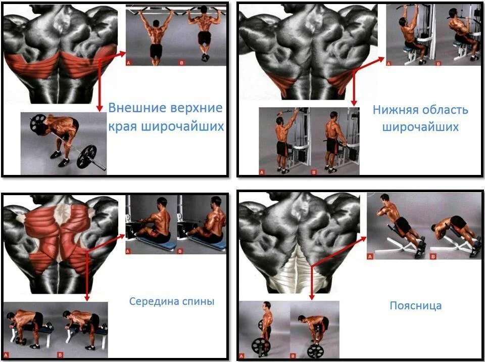 Программа на спину в тренажерном зале. Упражнения чтобы накачать широчайшие мышцы спины. упражнения на широчайшие мышцы в тренажерном зале. упражнения в зале для широчайших мышц спины. упражнения на середину спины в тренажерном зале.