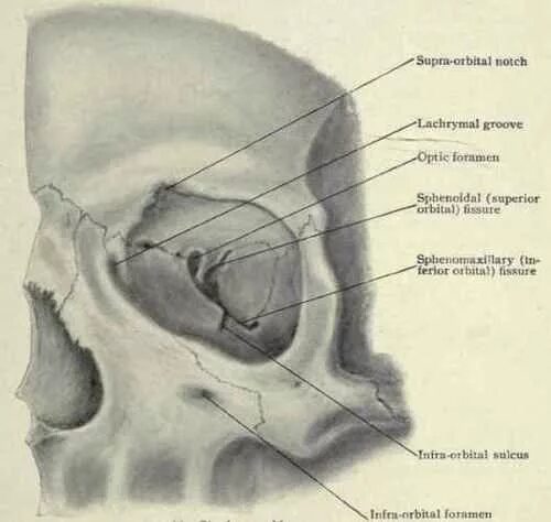 Части глазницы. Орбитальная кость черепа. Орбитальная кость анатомия. Глазница орбитальная кость. Череп человека глазницы.