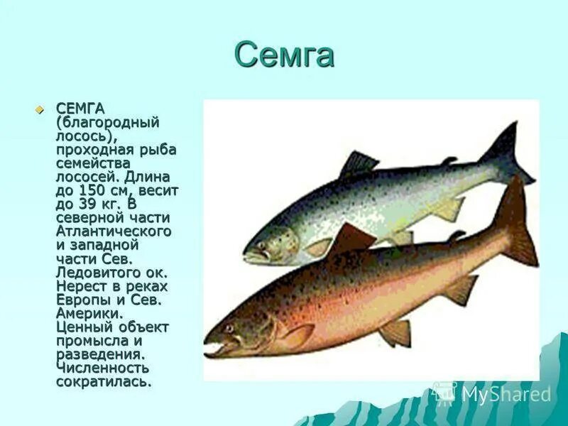 Лососёвые (семейство). Семейство лососевых представители. Сёмга семейство лососевых. Лососевые рыбы описание.