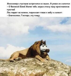 Лев встретил