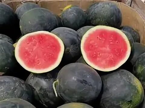 Арбуз без косточек сорт. Красный арбуз без косточек. Арбуз без косточек сорт. Арбуз без косточек перекресток. Арбуз без косточек.