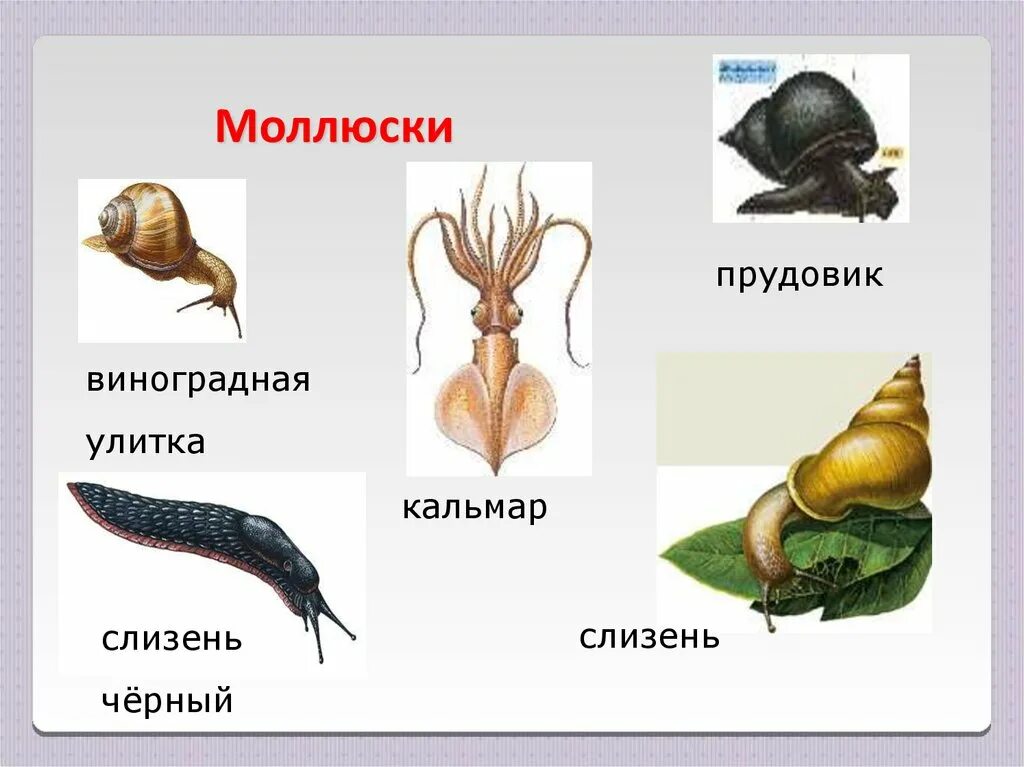 Моллюски 3 класс окружающий мир. Разнообразие моллюсков. Группа моллюски. Информация о моллюсках.