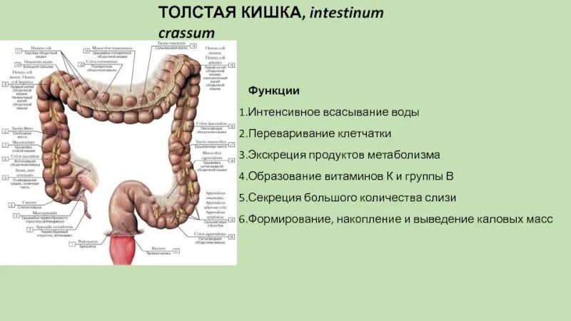 Толще значение. Толстая кишка отделы функции. Толстая кишка строение и функции. Толстая кишка intestinum crassum. Толстая и прямая кишка строение и функции.