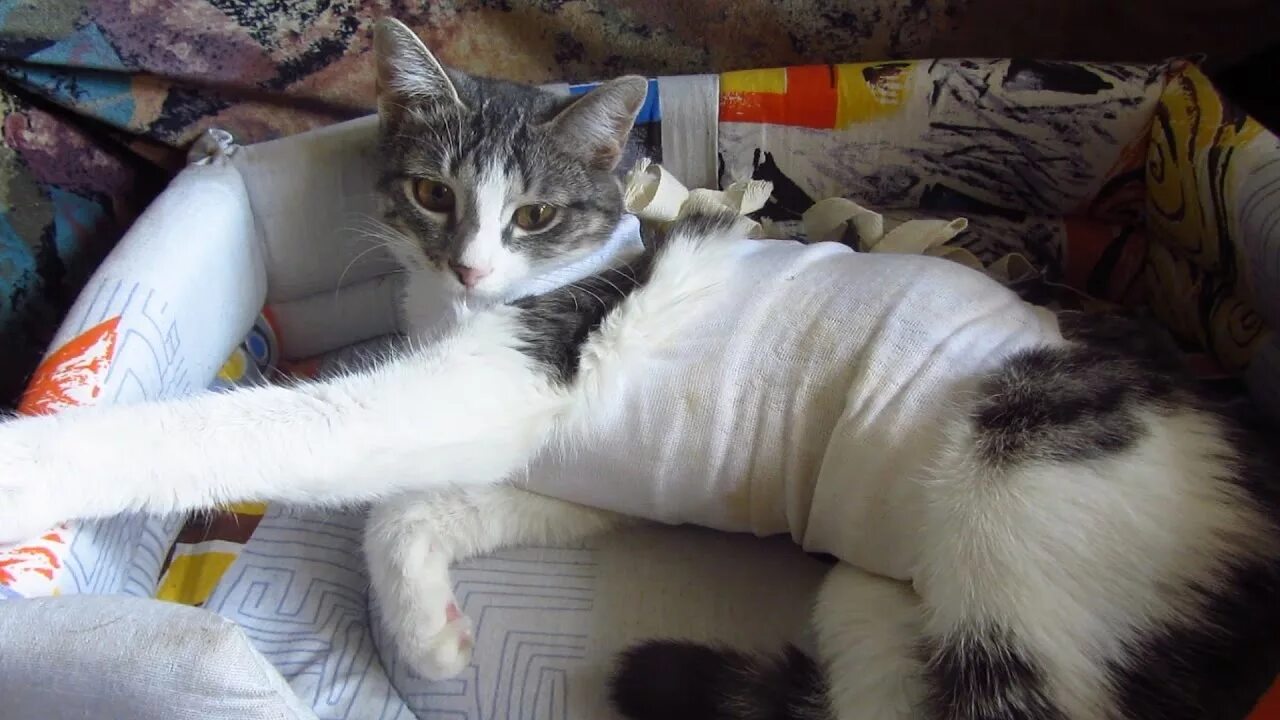 Кот в бинтах. Бандаж для кошки. Бандаж для кошки после стерилизации. Послеоперационный бандаж для кошки. Перевязать кошку