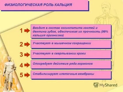 Физиологическая роль кальция