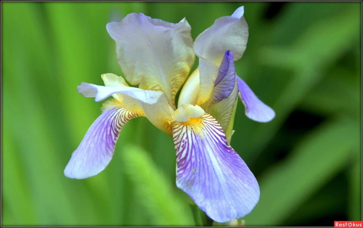Ирис слушать. Ирис бородатый бледно желтый. Iris sanguinea. Ирис версиколор. Ирис иберийский.
