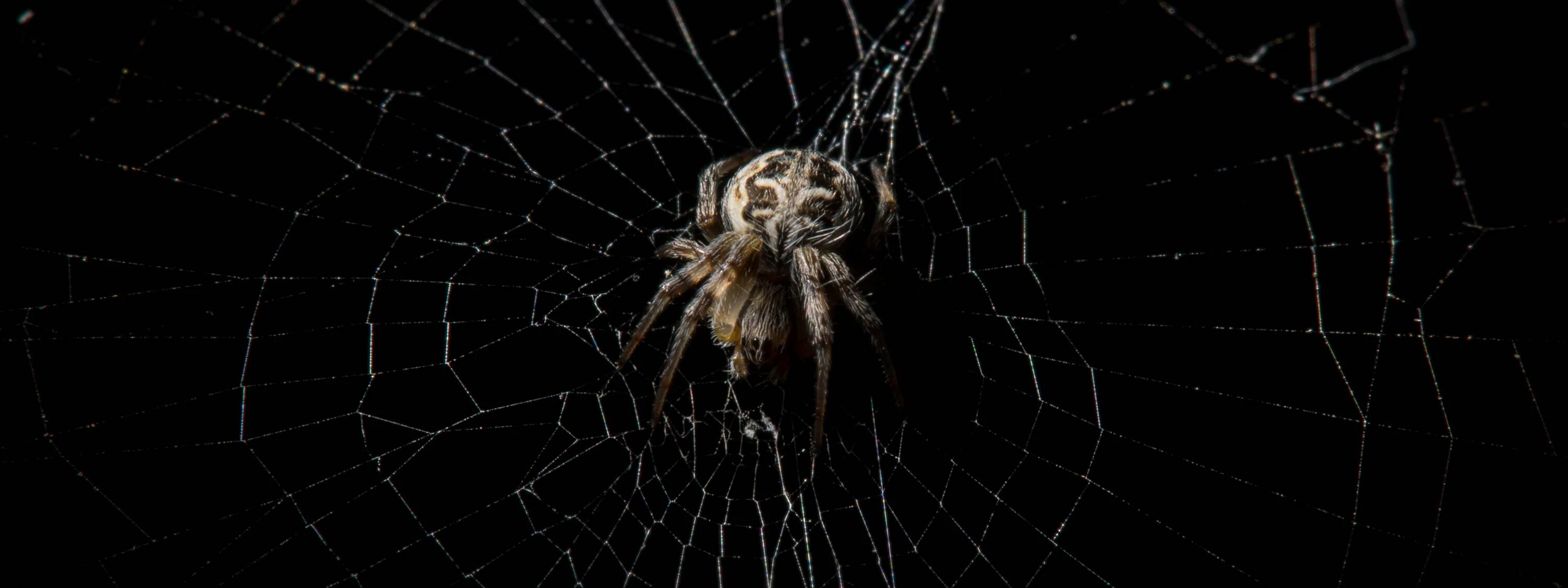 Обои на рабочий стол паук. Паук в экране. Паук птицеед паутина. Паутина черная с пауками. Паук на паутине.
