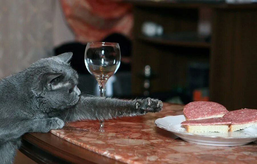 Спящий котик с надписью. Хозяин проснись. Кот долго не ест. Кот и макароны. Кот на обеденном столе.