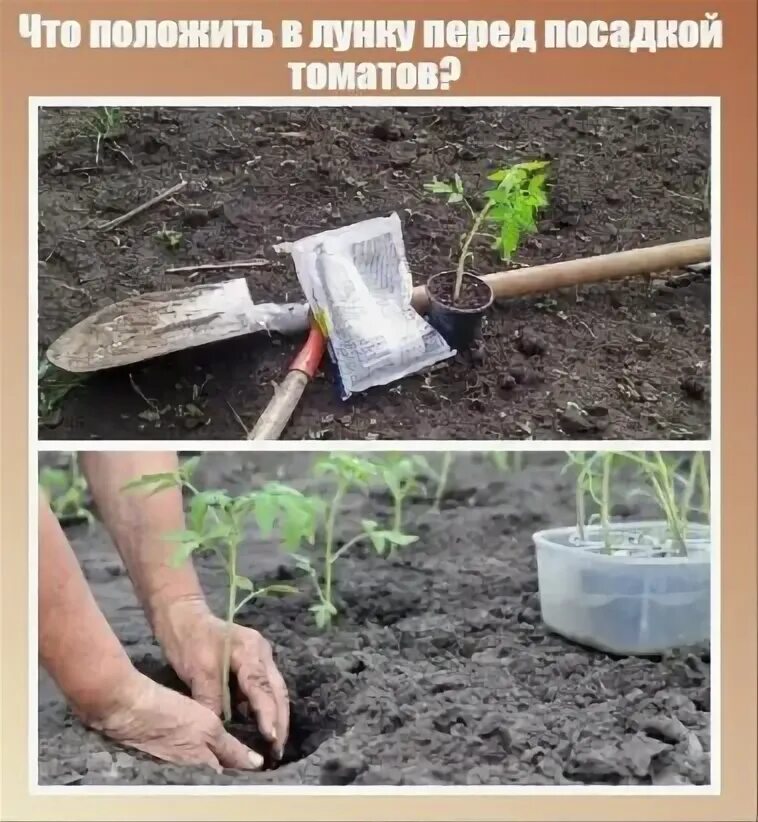 Положить в лунку помидор. Инструмент для посадки помидор. средство которым проливают лунки перед посадкой томатов. приспособление для лунок под посадку томатов своими руками. что положить в лунку при посадке помидор.