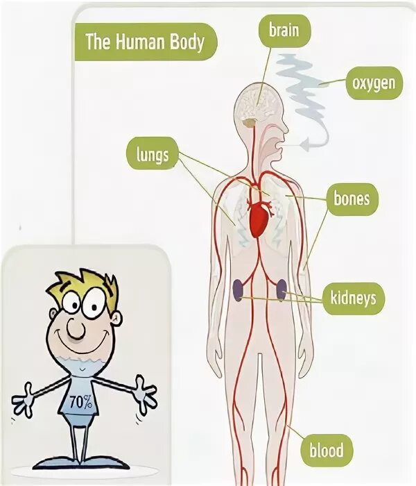 Human body 70% Water. Brain and Oxygen. Bones Oxygen перевод текста. Bones oxygen