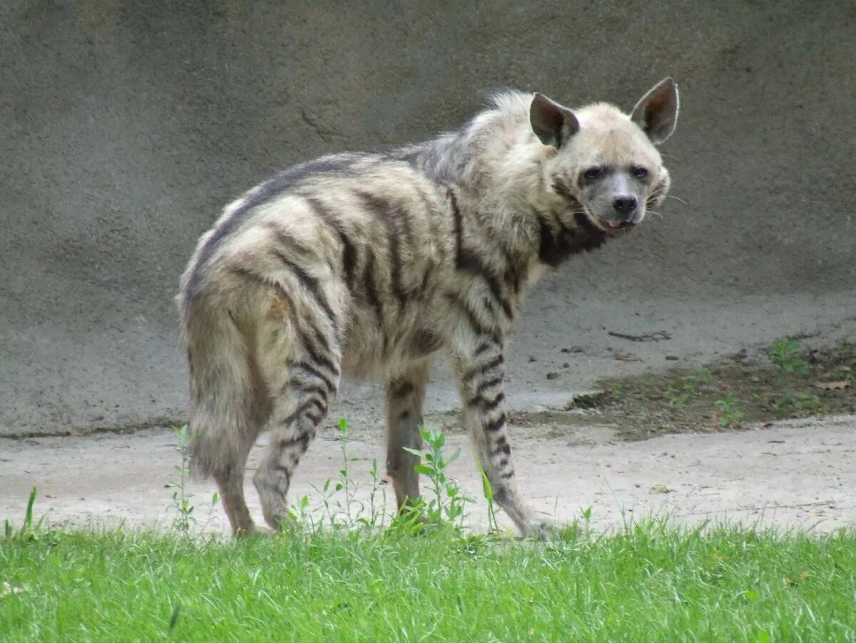 Полосатая гиена фото. Полосатая гиена. полосатая гиена (hyaena hyaena). среднеазиатская гиена. полосатая гиена туркменистан.