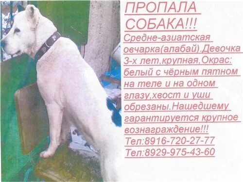 Объявление о пропаже собаки. Русский язык объявление о пропаже собаки. Пример объявления о пропаже собаки. Объявление о пропаже щенка.