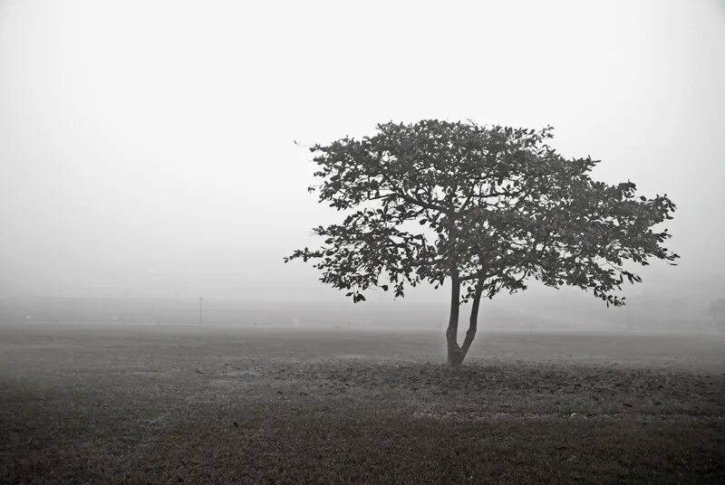 Bare Tree Branches Captured in Layers of Eerie Morning Fog by Michael Schlegel -