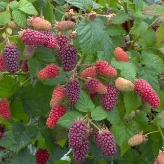 Ежемалина тайберри фото отзывы садоводов