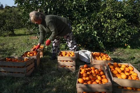 Сбор мандаринов в абхазии 2024