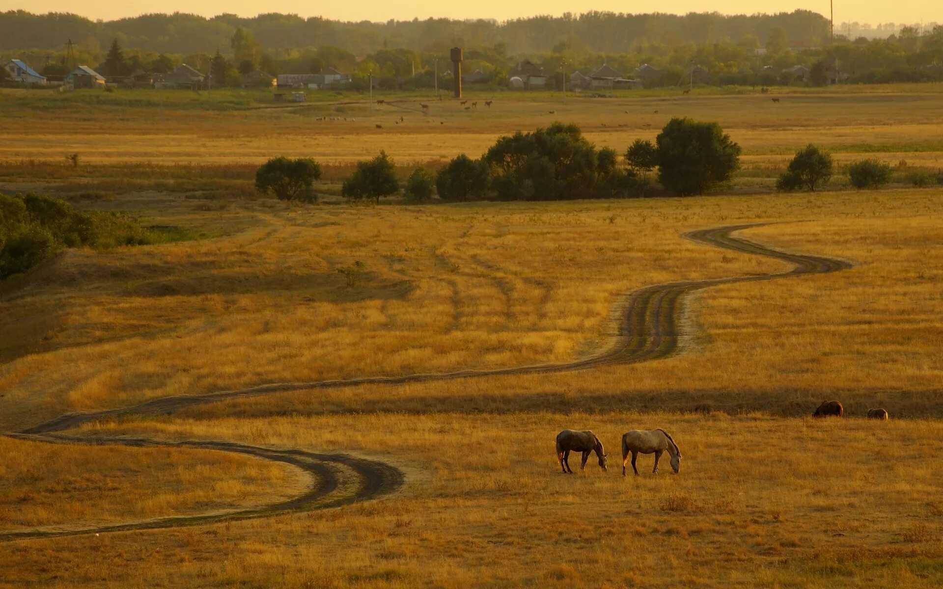 Русское вспаханное поле. Лошадь в поле. Loschadi v Pole. Лошадь в поле вдали. Лошадь на просёлочной дороге.