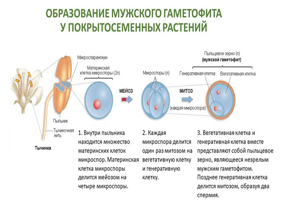 Жизненные циклы егэ биология задания