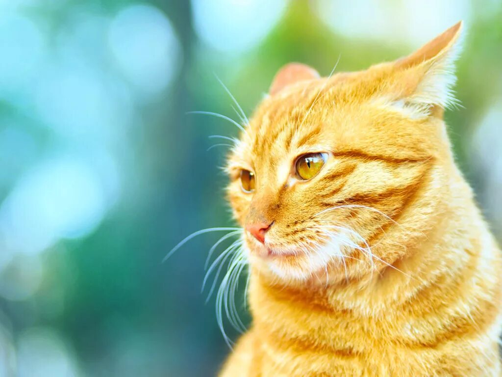 Желтый кот. Рыжие коты. Желтая кошка. Желто рыжий кот. Кошечка желтая