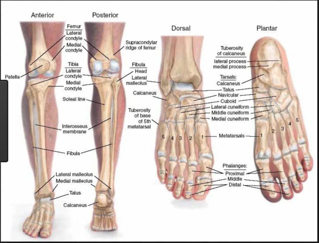 Название частей стопы. Кости ноги человека анатомия. Строение ног человека анатомия костей. Нога анатомия строение кости. Строение ступни человека кости.