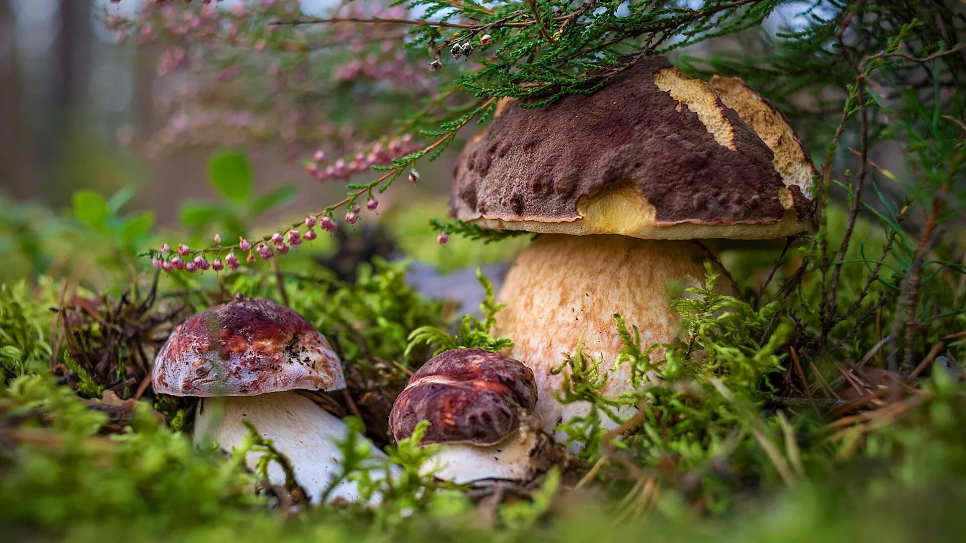 Гриб Боровик. Белые грибы в лесу. Красивые белые грибы. Белый гриб в природе
