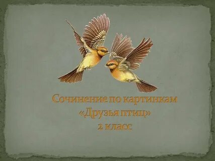 Птицы мои птицы