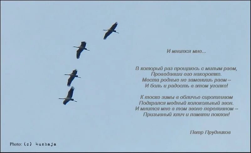 Стих летят перелетные птицы. Птицы перелетные в Дальний путь. Летят перелётные птицы текст песни. Летят перелетные птицы слова.