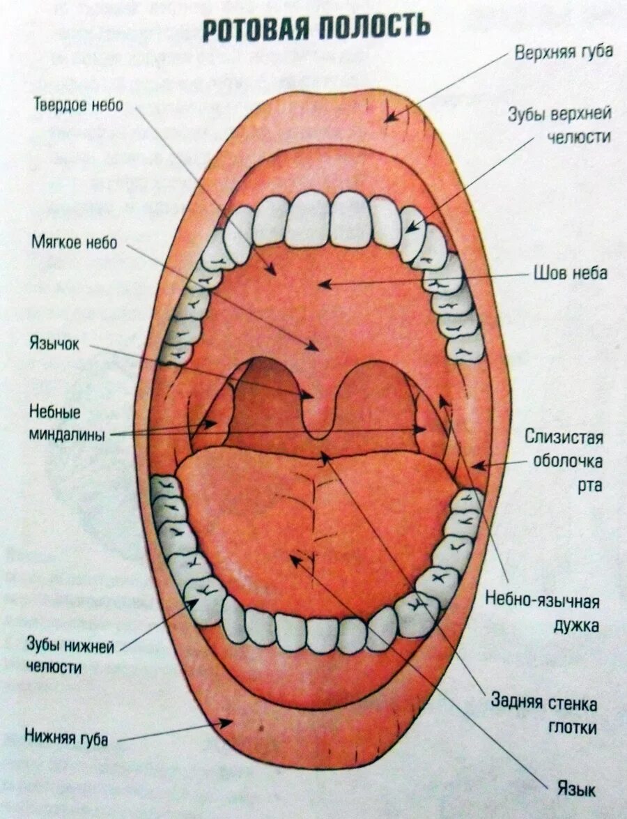 Название полостей человека. Строение ротовой полости схема. Ротовая полость строение анатомия зубов. Анатомия полости рта верхней челюсти. Строение ротовой полости человека анатомия.