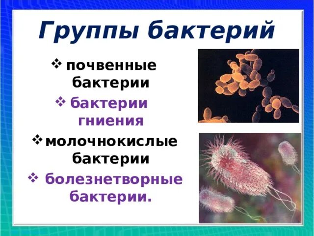 Болезнетворная бактерия 7. Почвенные бактерии гниения. Группы бактерий. Группа бактерий болезнетворные. Группы почвенных бактерий.