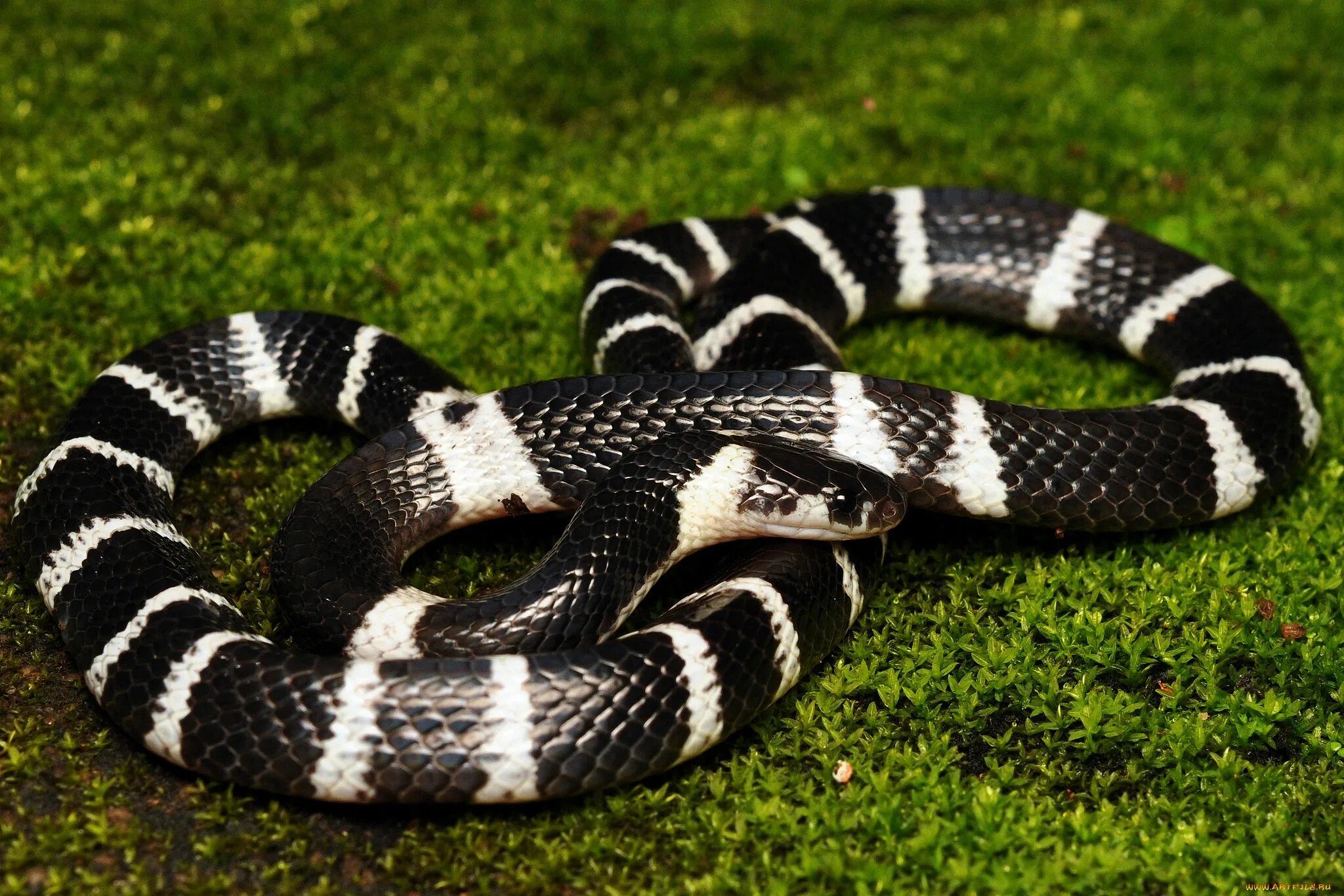 Темного змейка. Малайский Крайт змея. Ленточный Крайт змея. Малайский Крайт (Bungarus candidus). Южнокитайский Крайт.