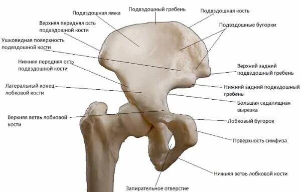 Лонная кость строение таза. Лобковая кость анатомия строение. Подвздошная кость анатомия строение. Подвздошная кость гребень.