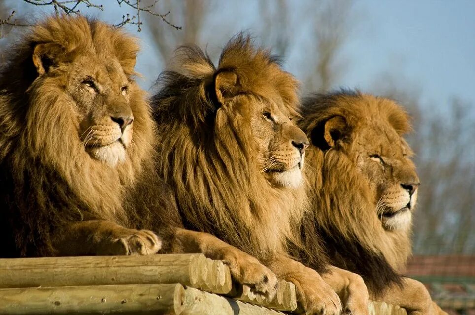 Beautiful footage of a lion in a zoo in Africa لقطات جميلة للأسد في حديقة حيوان 