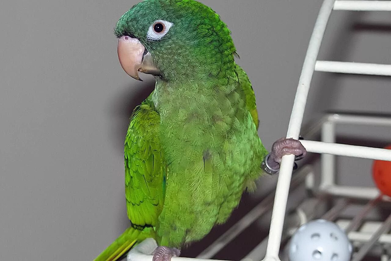 Parrots are small. Благородный зелено-красный попугай (эклектус). Попугай зеленый волнистик. Черноголовый аратинга попугай. Волнистый попугай зеленый.