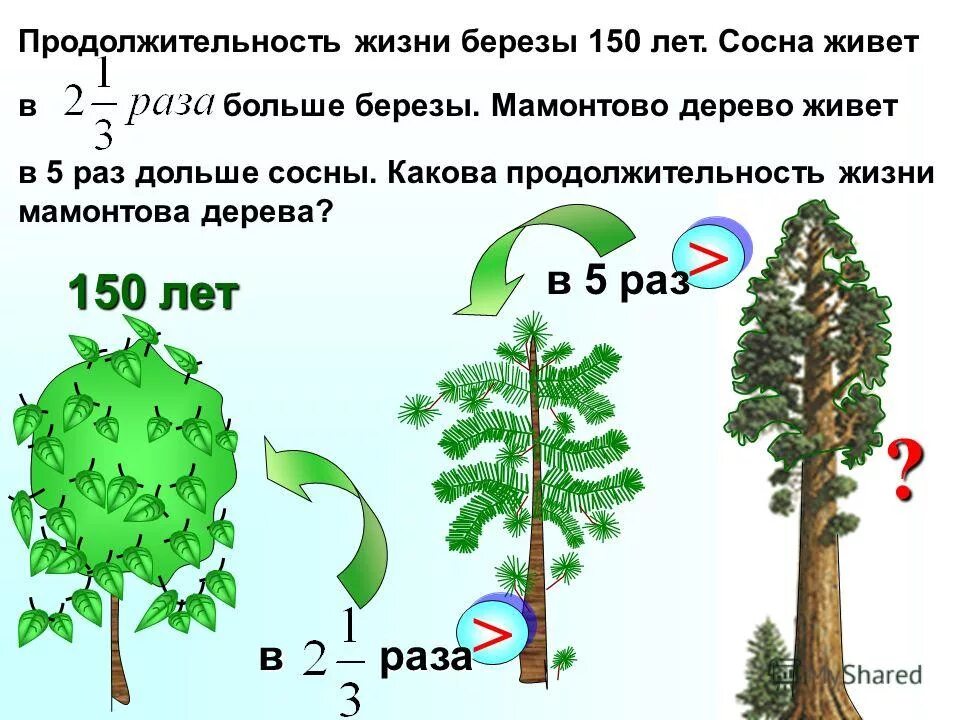 продолжительность жизни березы. продолжительность березы 150 лет сосна живет. сосна продолжительность жизни дерева. берёза продолжительность жизни дерева. продолжительность жизни деревьев клен.