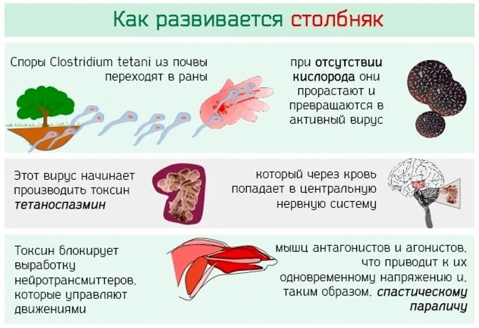 Откуда можно заразиться. Столбняк источники и пути заражения. Столбняк симптомы пути заражения. Столбняк симптомы инкубационный период у человека.