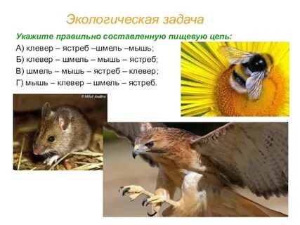 Цепь питания клевер