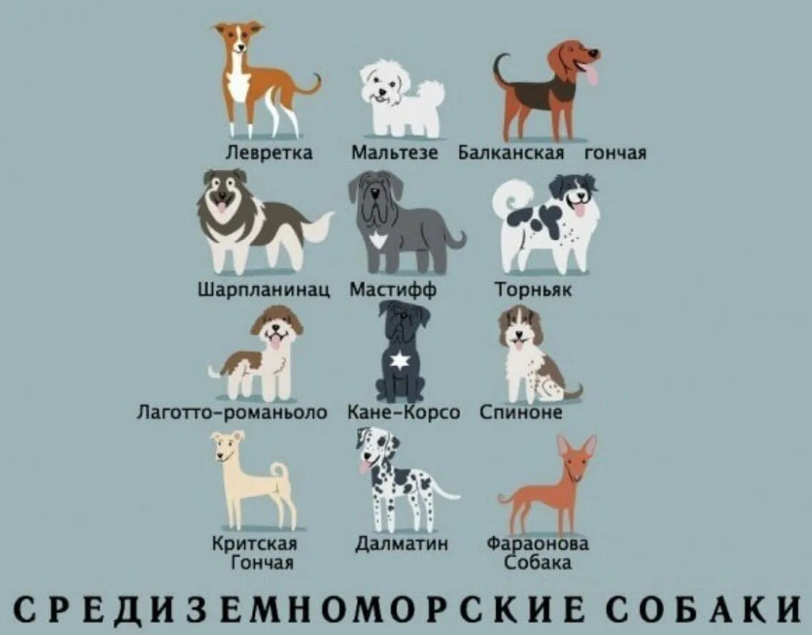 Название щенка