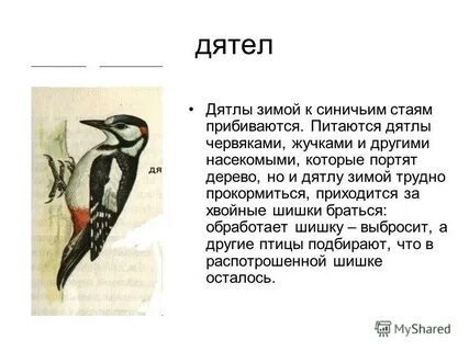 Клюв дятла описание