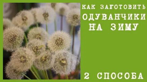 Как заготовить одуванчики
