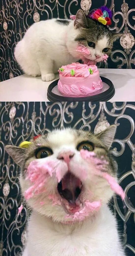 Кот на дне рождения мем MostlyCatsMostly Katzen geburtstag, Bilder mit katze, Katzen geburtstagstorten