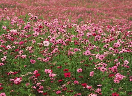 Flowers grasses